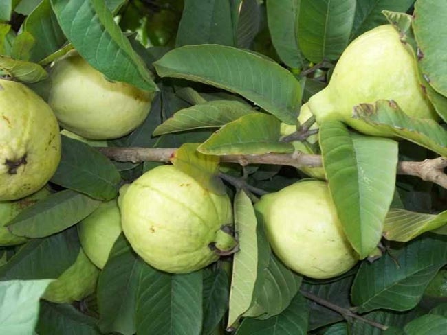 اقطف الجوافة المنام باني تفسير ثمرة جوافة حلمت شجرة في من