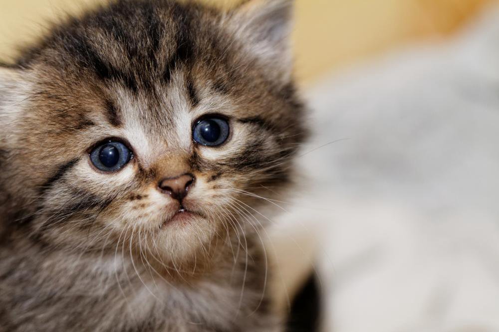صغيرة صورة قطة قطط قوي كيوت وجميله