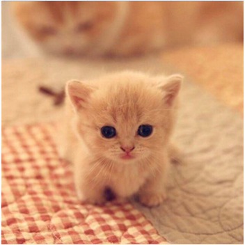 صغيرة صورة قطة قطط قوي كيوت وجميله