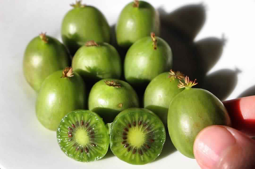 اشهي الخضر الخضروات المحبوبه صور والفاكه والفواكه