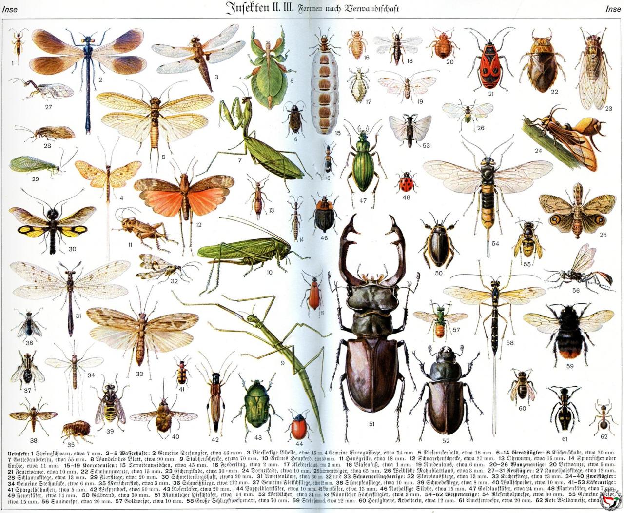 ابدا اراها الحشرات انواع بالصور بنفسك حشرات شاهد قبل لم من