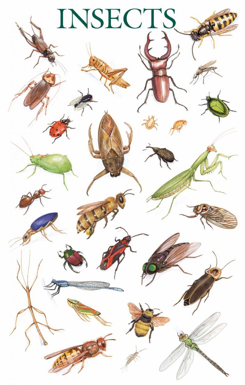 ابدا اراها الحشرات انواع بالصور بنفسك حشرات شاهد قبل لم من