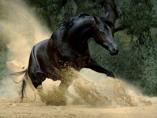اروع الاصيل التي الخيل الخيول الصور العربي ستراها صور لعشاق من
