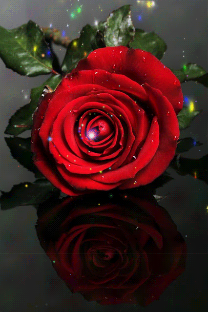 ارقي الورود صور متحركة من ورد