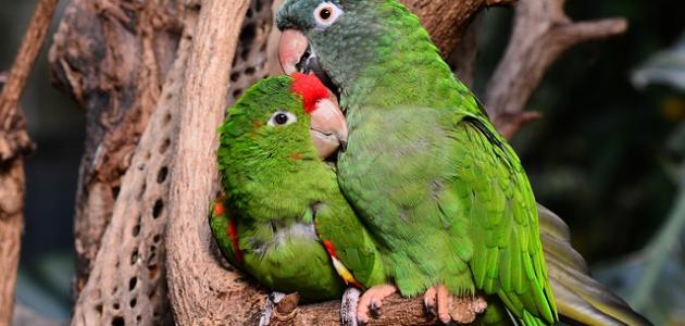 أقوي اجعل الاسهل الاطلاق الحب الطرق المجربه تبيض طيور علميا علي كيف