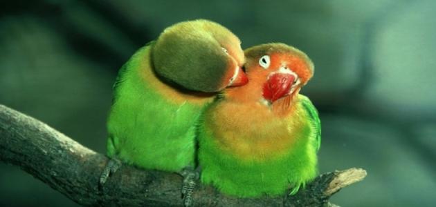 أقوي اجعل الاسهل الاطلاق الحب الطرق المجربه تبيض طيور علميا علي كيف