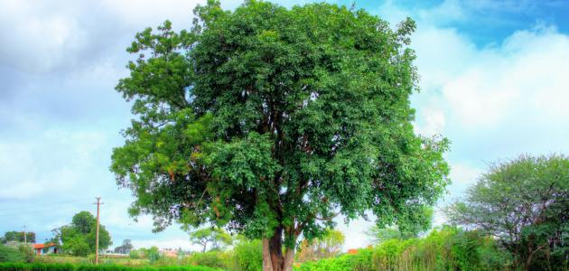 العجيبة الفوائد النيم شجرة فوائد لشجرة