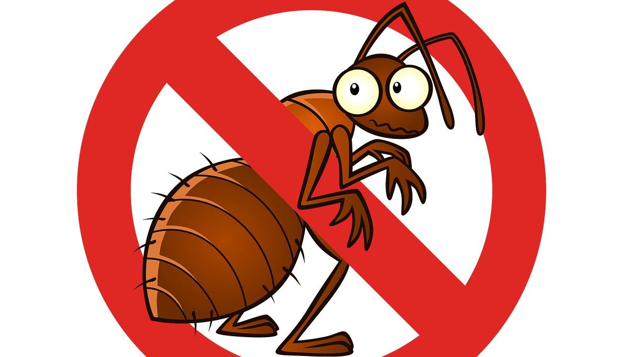 احسن افضل الحشرات الشركه تخلصى حشرات شركة عندك مفيش مكافحة من منها ونفسك