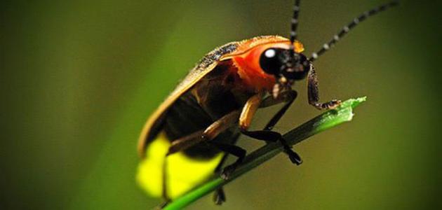 اغرب الحشرات المضيئة انواع عن معلومات