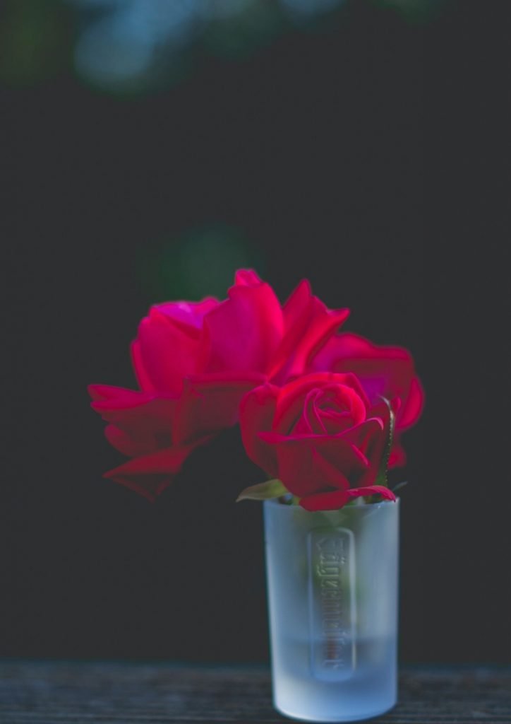 الورد انواع حلوه صور صورة ورد