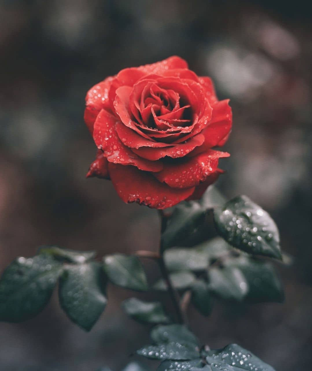 احلى الورد الورود انواع جميله صور عن