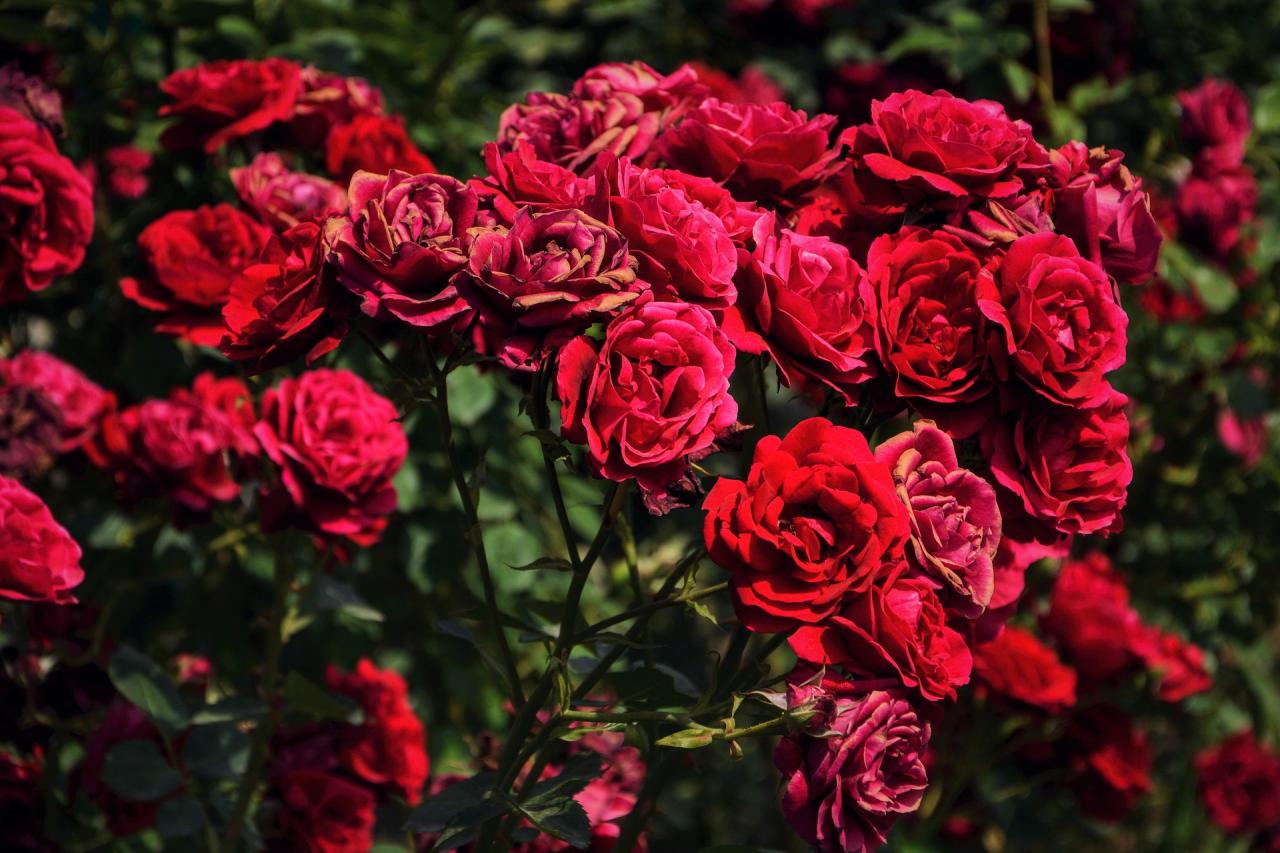 احلى الورد الورود انواع جميله صور عن