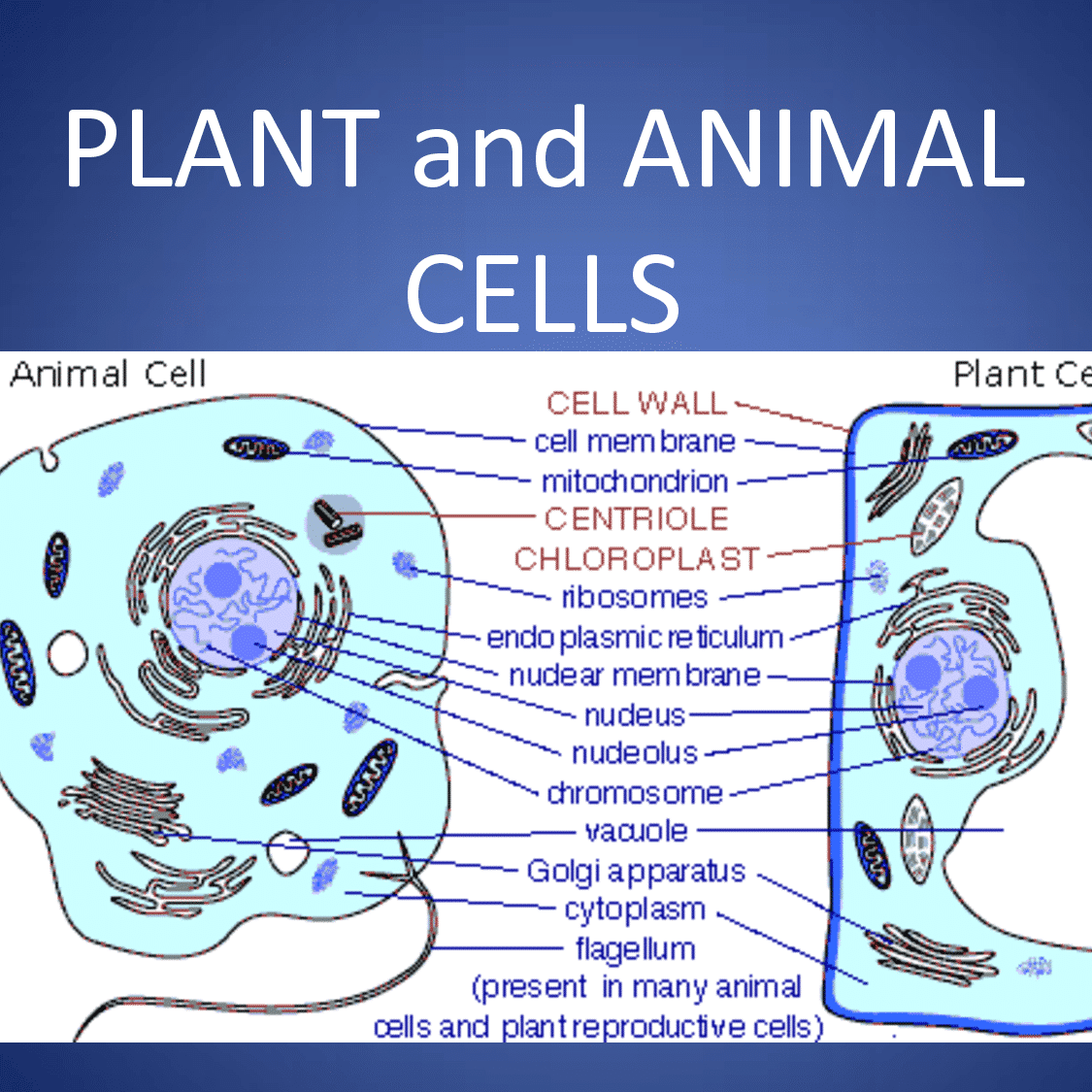 الحيوانية الخلية الفرق النباتية بسيط بكل بين بينهم جدا سهوله والخلية وتعرفيه