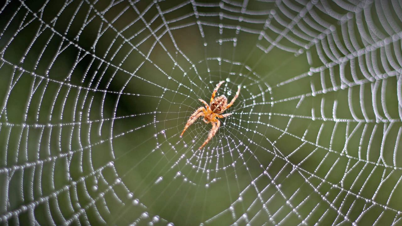 الاشياء العنكبوت الغريبه اهم عن معلومات والنادره